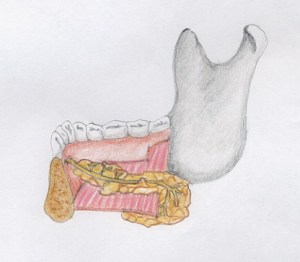 fotosalivari2